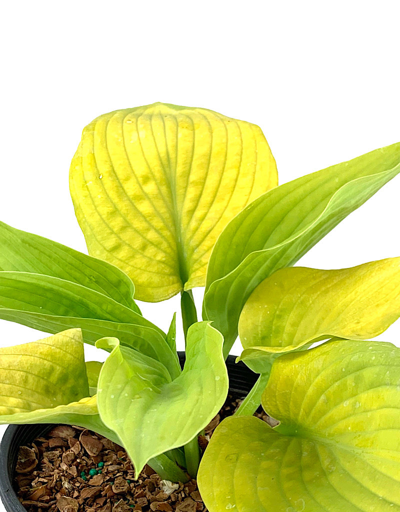 Hosta 'City Lights'