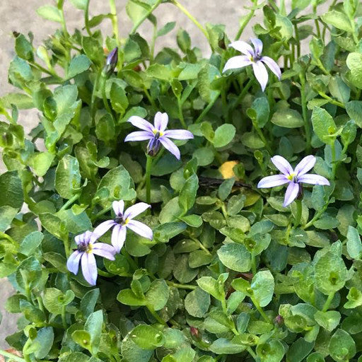Pratia pedunculata 'County Park'
