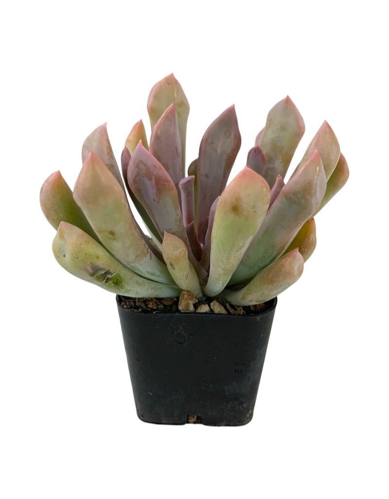 succulent debbie Echeveria graptoveria 'Debbie' – The Garden Corner