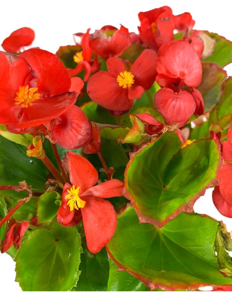 Begonia 'Ambassador Scarlet' - The Garden Corner