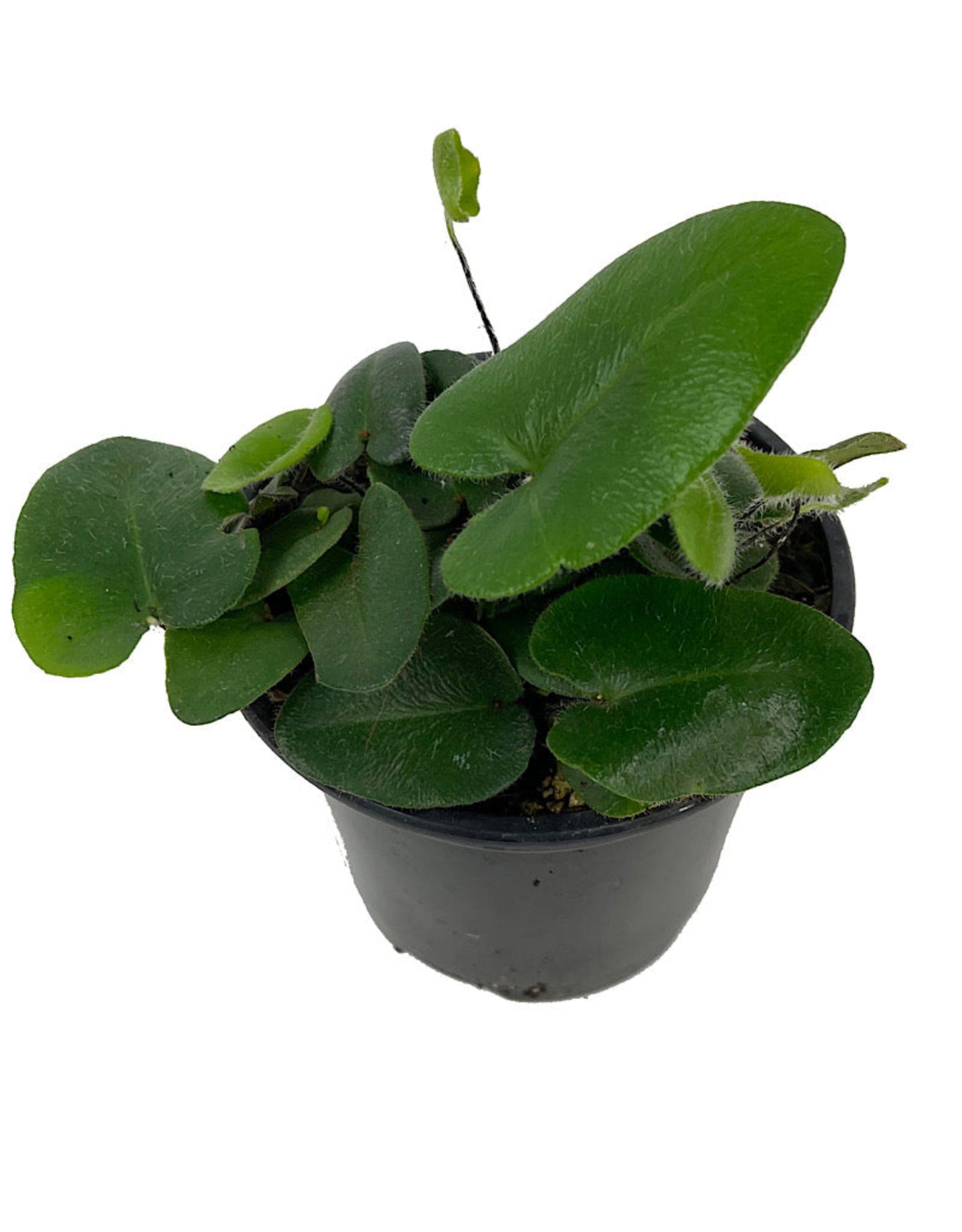 Hemionitis arifolia - The Garden Corner