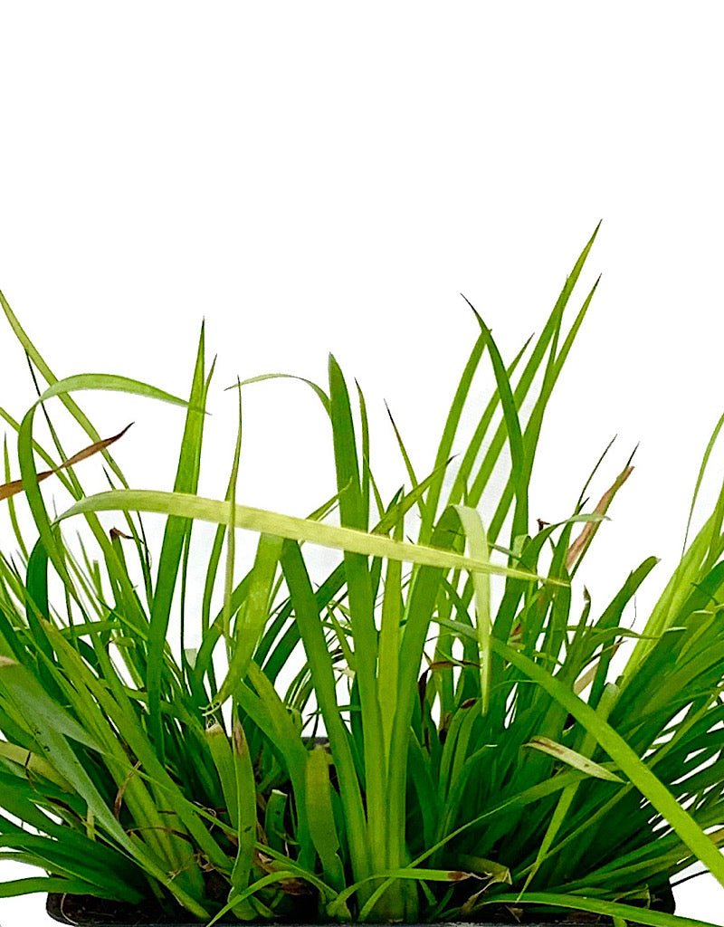 Acorus gramineus 'Pusillus Aurea' - The Garden Corner