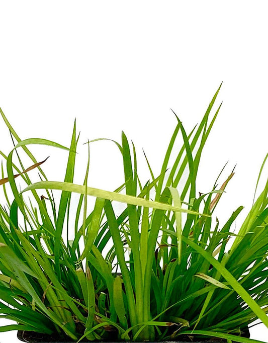 Acorus gramineus 'Pusillus Aurea' - The Garden Corner