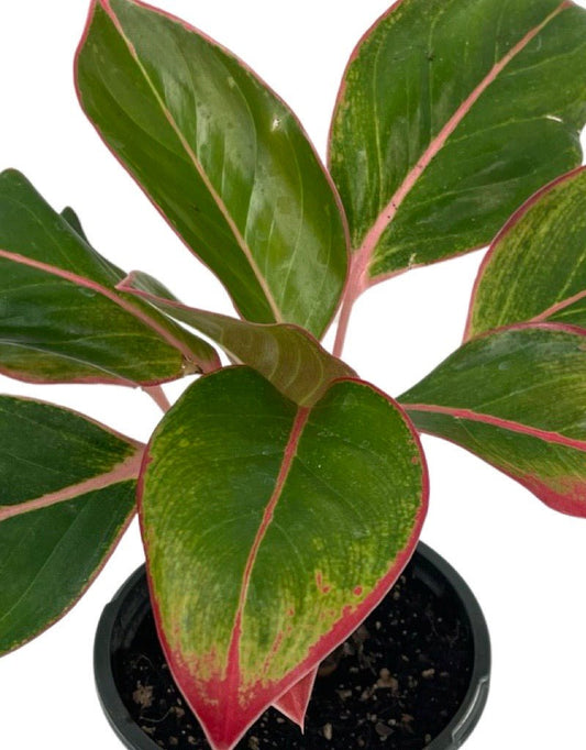 Aglaonema 'Sapphire Suzanne' Quart - The Garden Corner