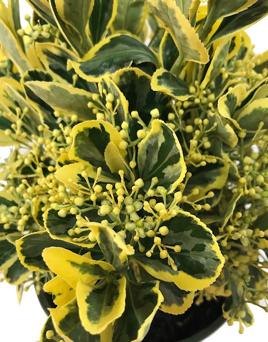 Euonymus japonicus 'Chollipo' 1 gal - The Garden Corner