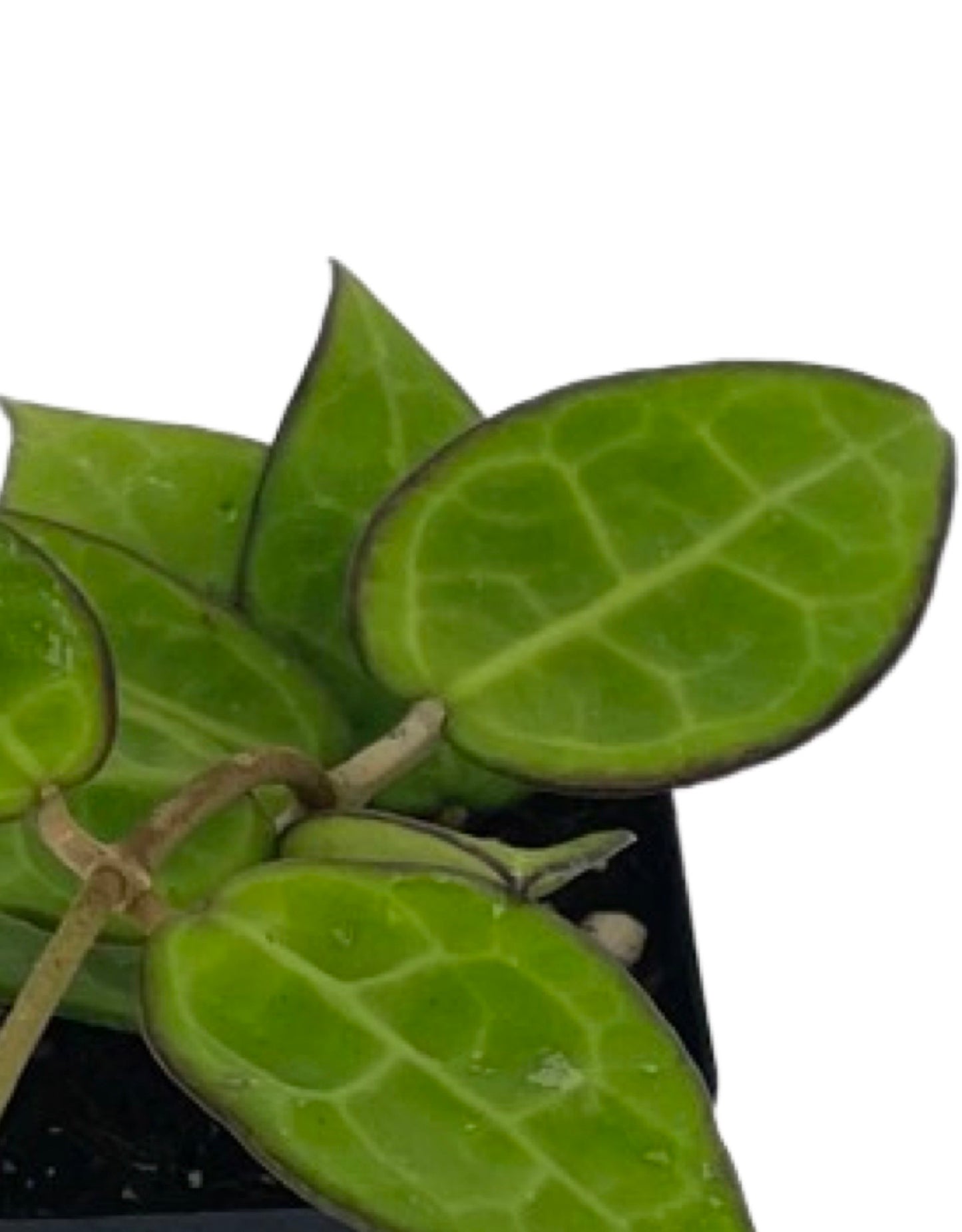 Hoya parasitica 'Black Margin' 2 Inch - The Garden Corner