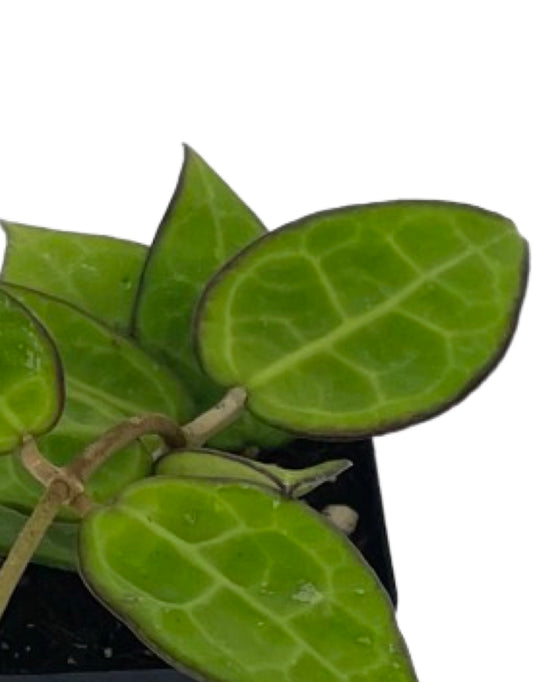 Hoya parasitica 'Black Margin' 2 Inch - The Garden Corner
