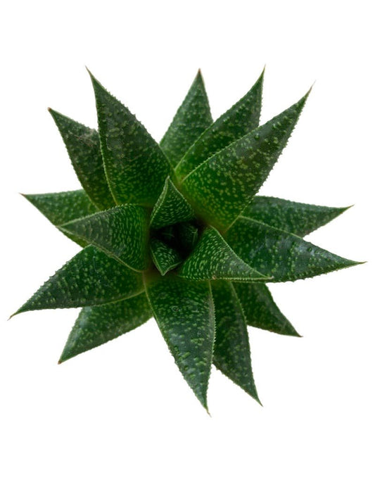 Aristaloe aristata - The Garden Corner