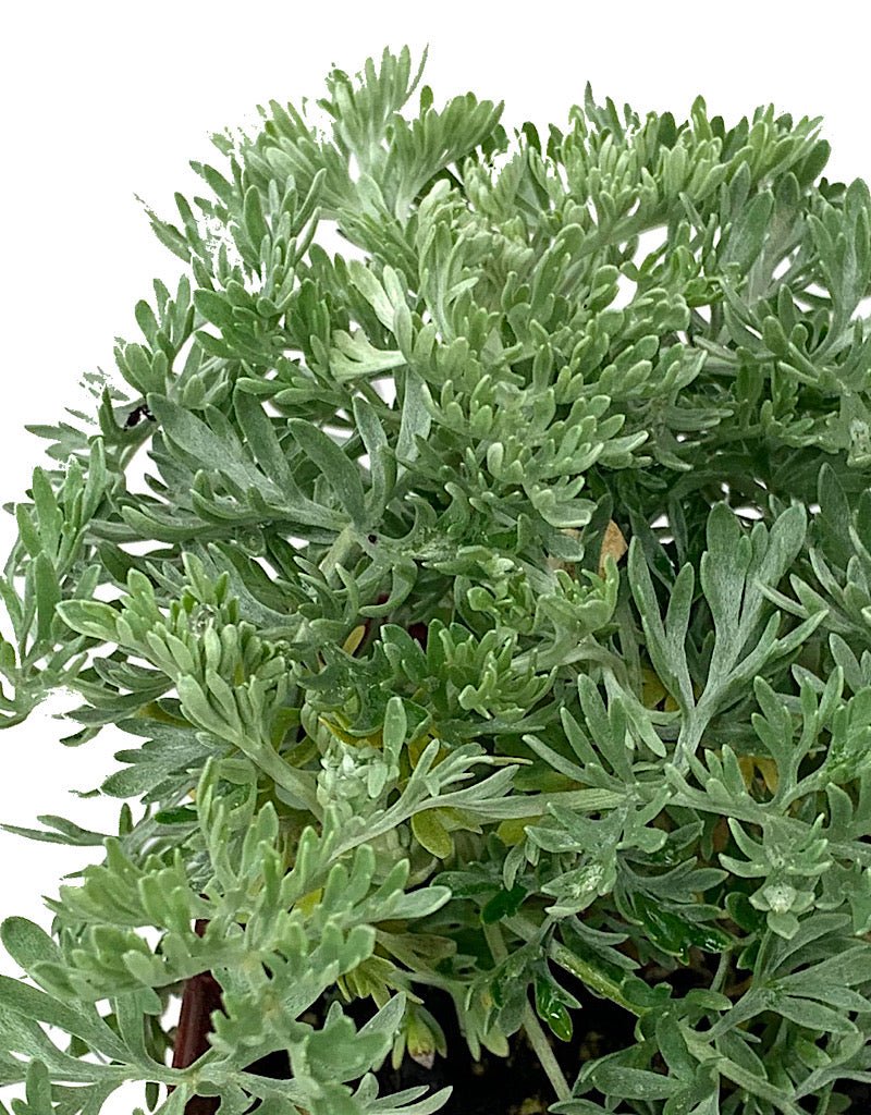 Artemisia powis castle Quart - The Garden Corner