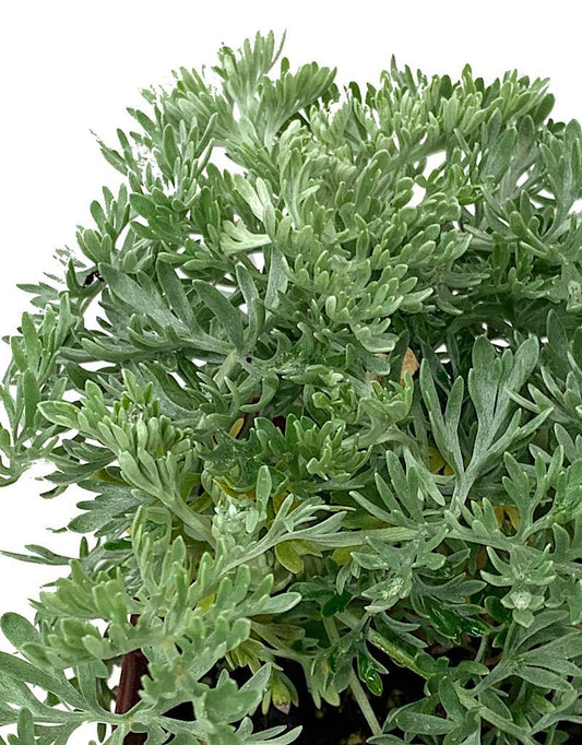 Artemisia powis castle Quart - The Garden Corner