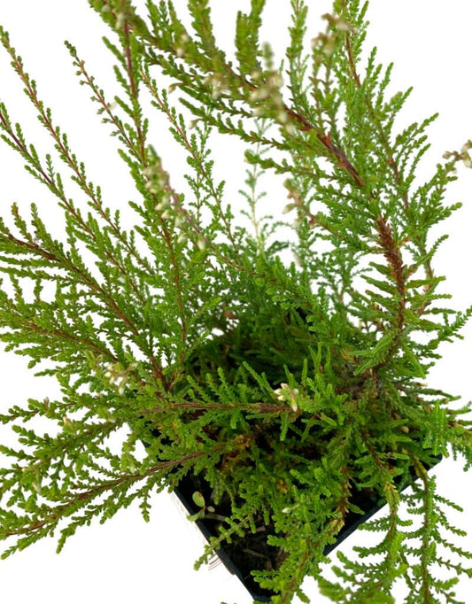 Calluna vulgaris 'Flamingo' - The Garden Corner