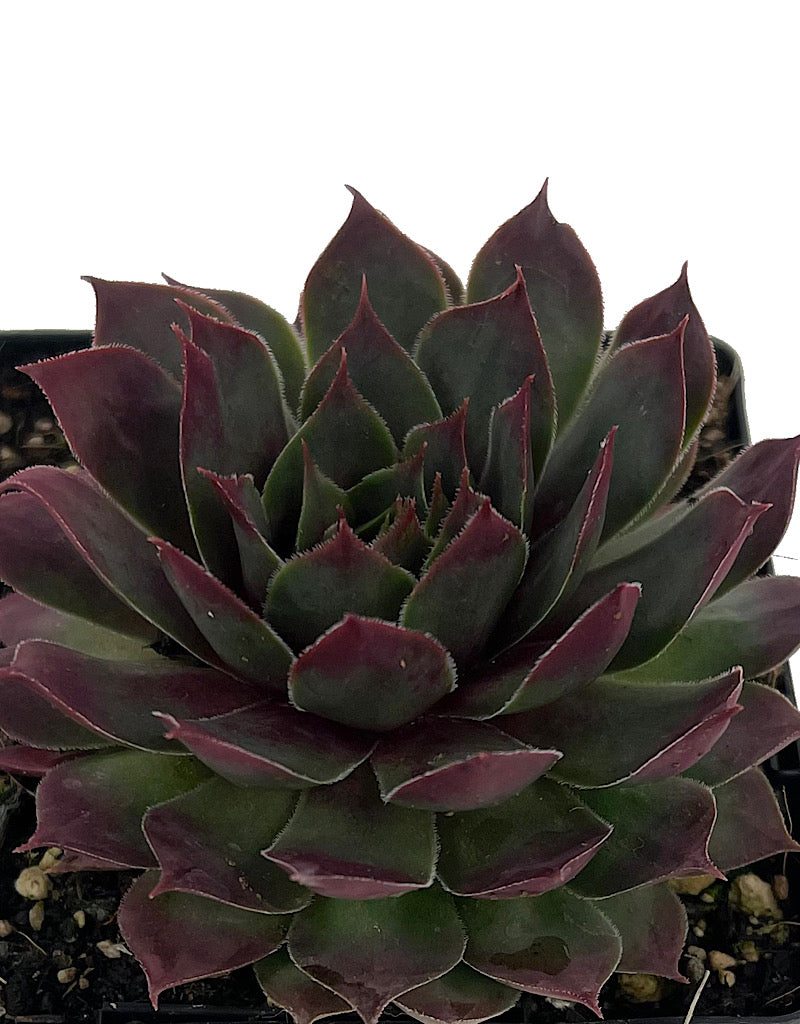 Sempervivum 'Fuego' 4 Inch