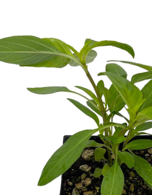 Basil 'Thai Siam Queen' 4 inch - The Garden Corner