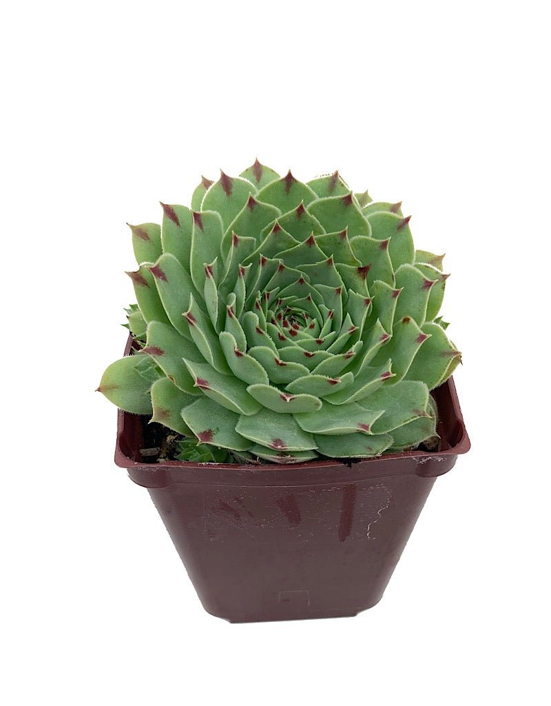 Sempervivum tectorum var. calcareum - Perennials