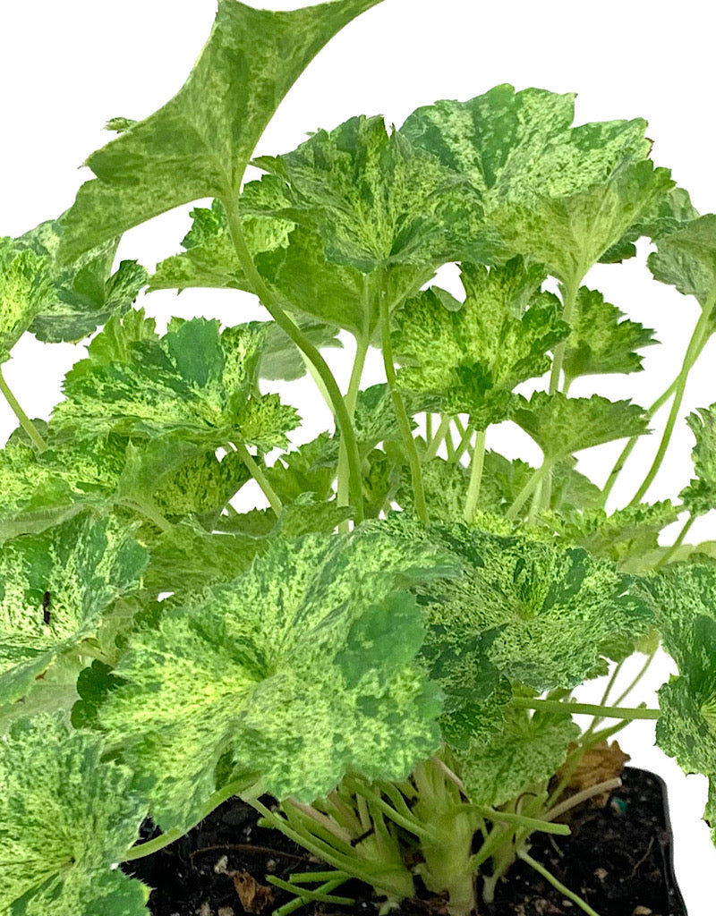 Heuchera 'Snow Angel' Quart