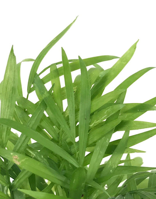 Chamaedorea elegans - The Garden Corner