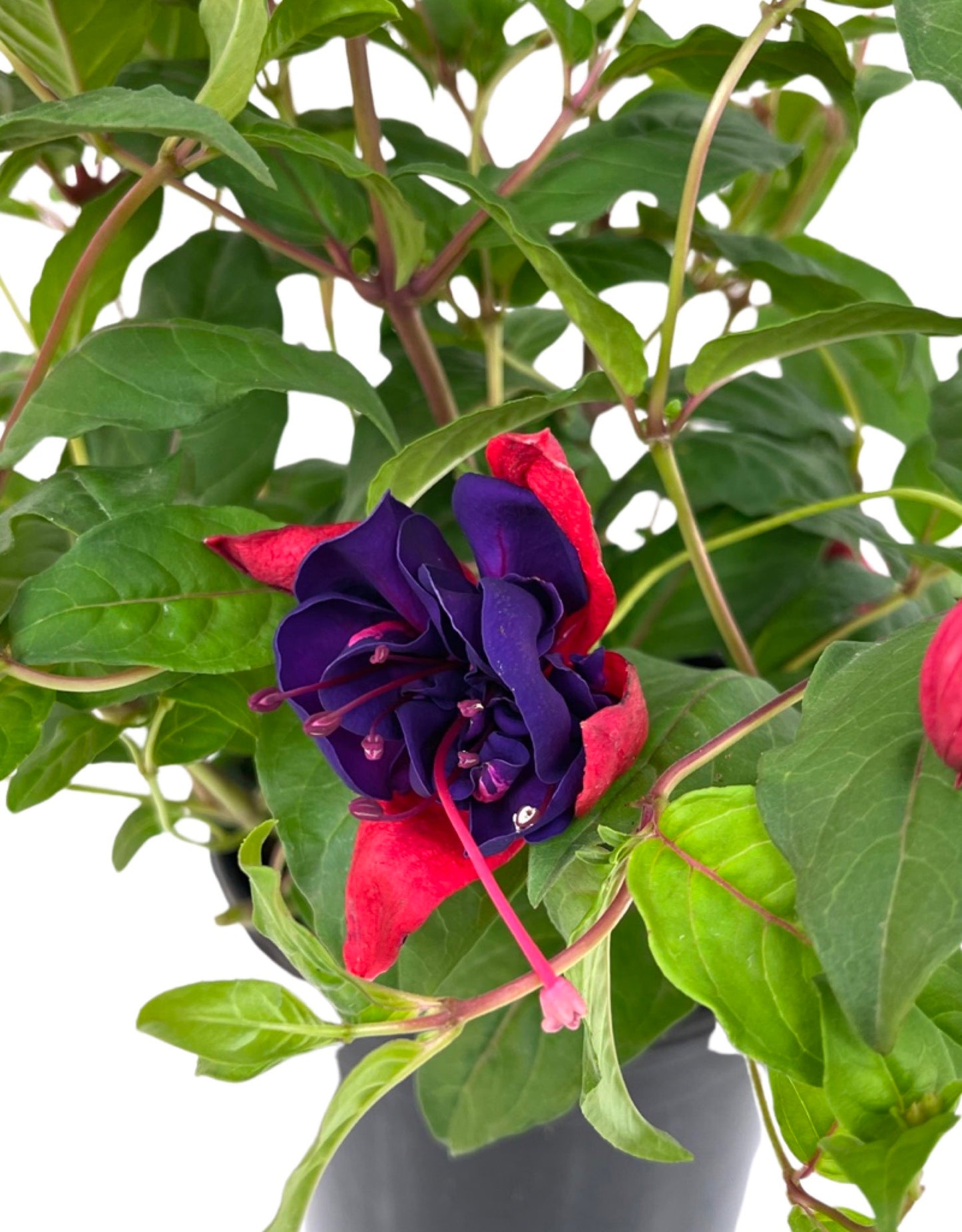 Fuchsia 'Double Otto' 1 Gallon - The Garden Corner