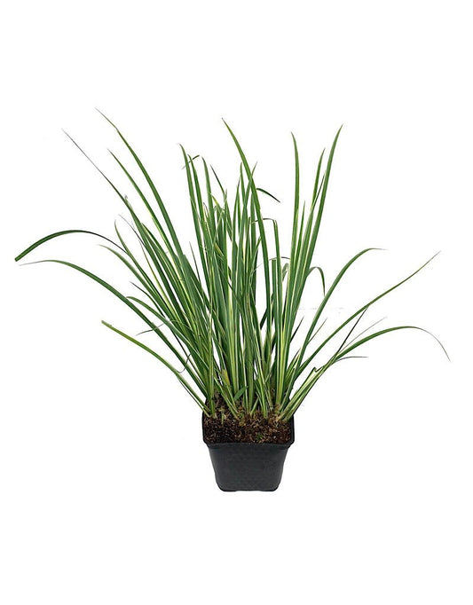 Acorus gramineus 'Variegatus' - The Garden Corner