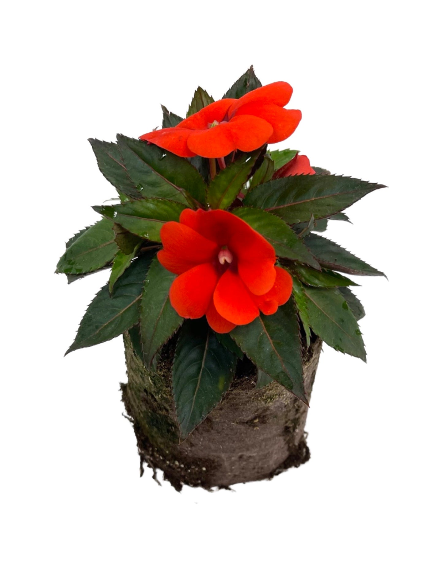 Sunpatiens 'Compact Orange'