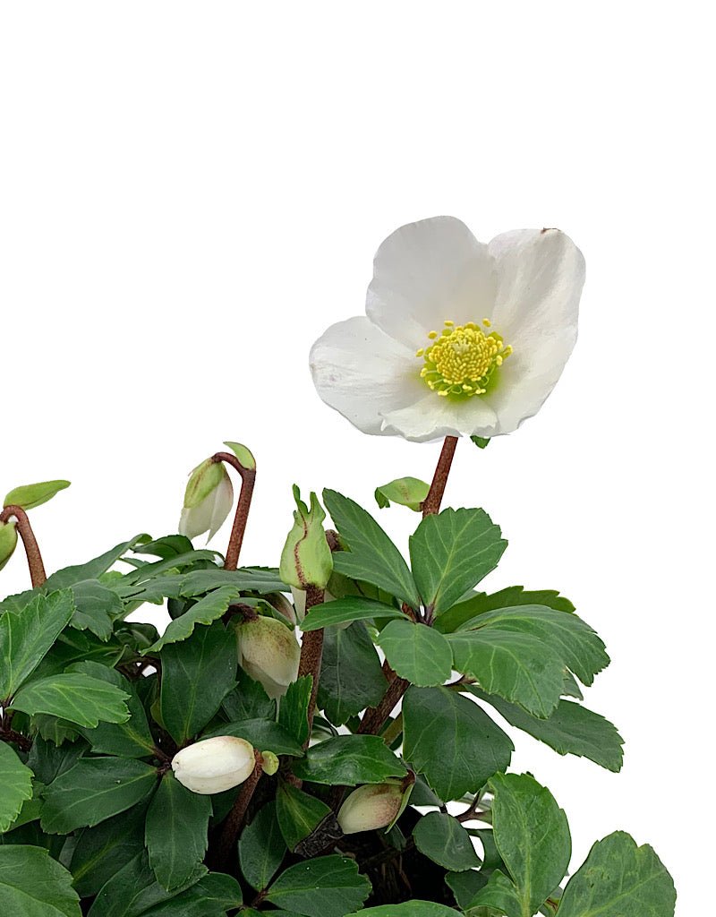 Helleborus 'Jacob' - Perennials