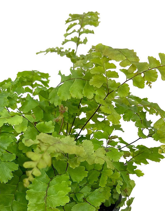 Adiantum hispidulum 4 Inch - The Garden Corner