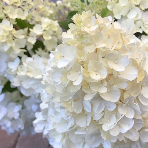 Hydrangea paniculata 'Vanilla Strawberry' - Shrubs