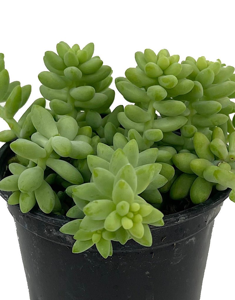 Sedum morganianum 'Burrito' 4 Inch - The Garden Corner