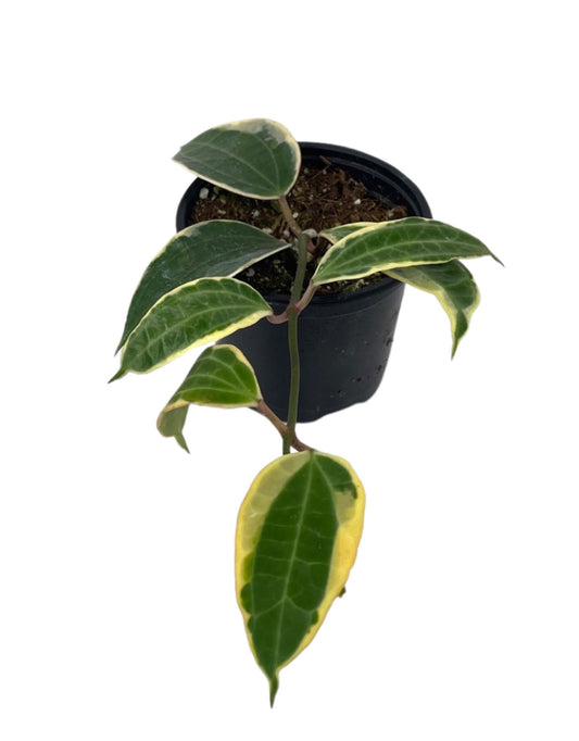 Hoya macrophylla - The Garden Corner