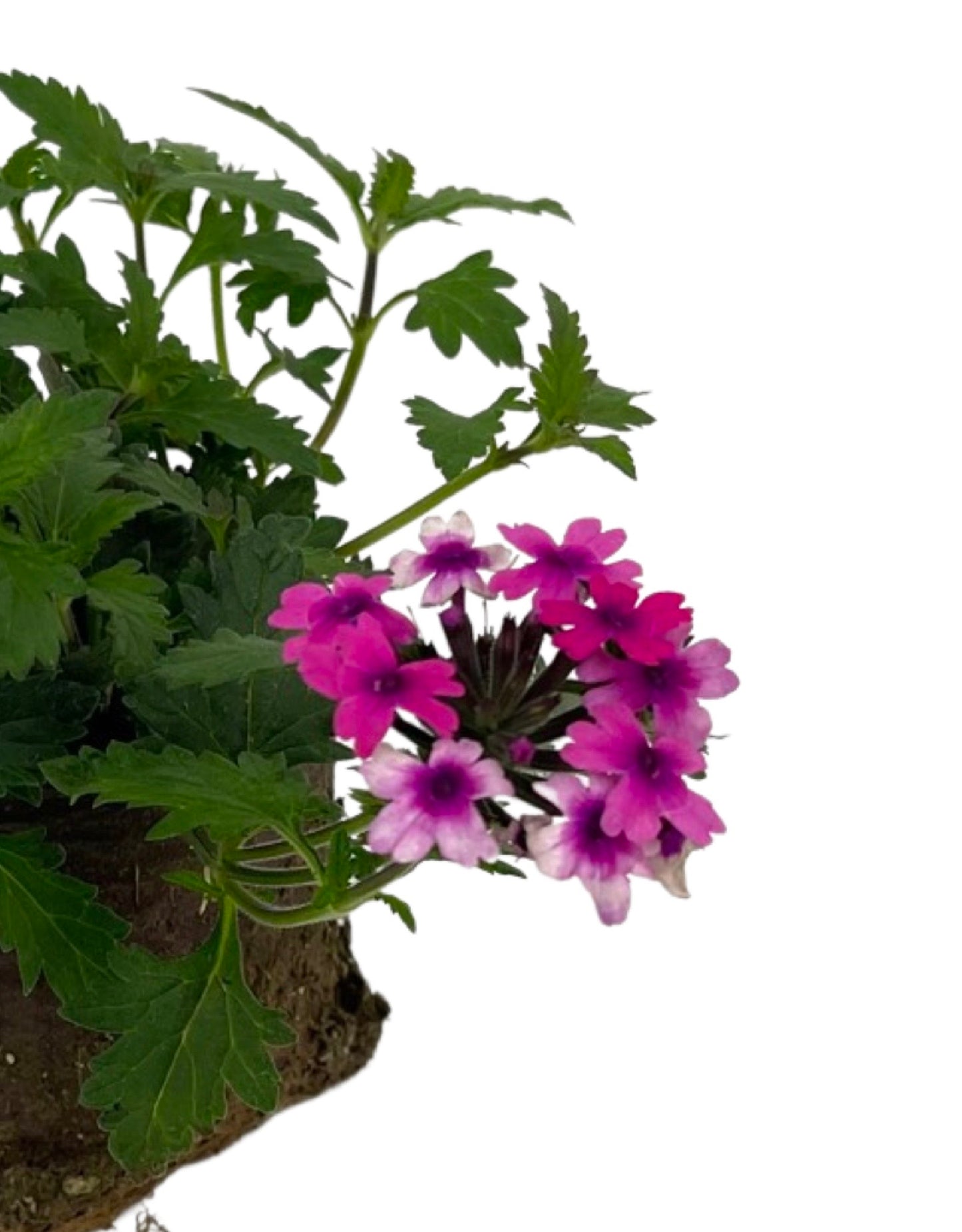 Verbena 'Lanai Bright Eye' - The Garden Corner