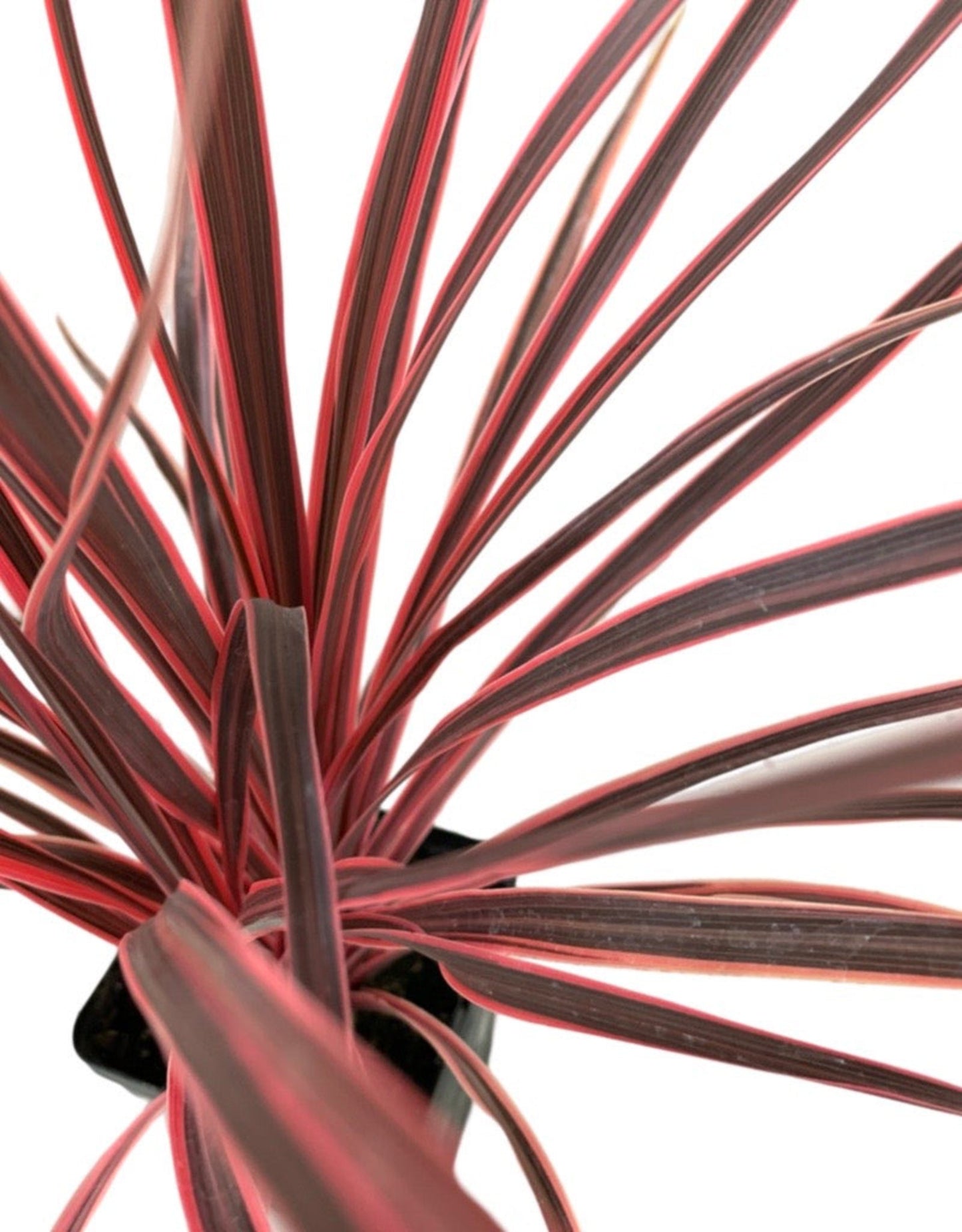 Cordyline 'Charlie Boy' - The Garden Corner