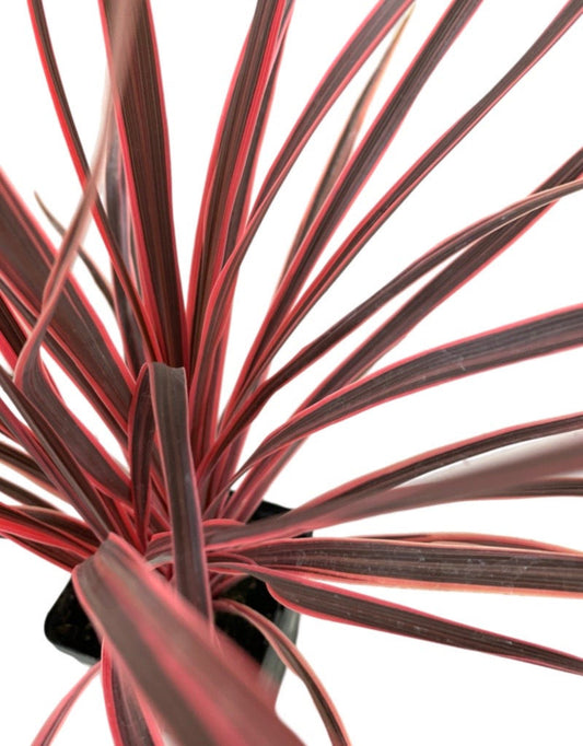 Cordyline 'Charlie Boy' - The Garden Corner