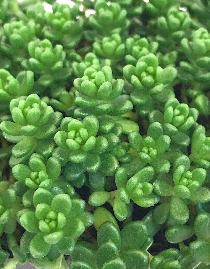 Sedum album 'Athoum'