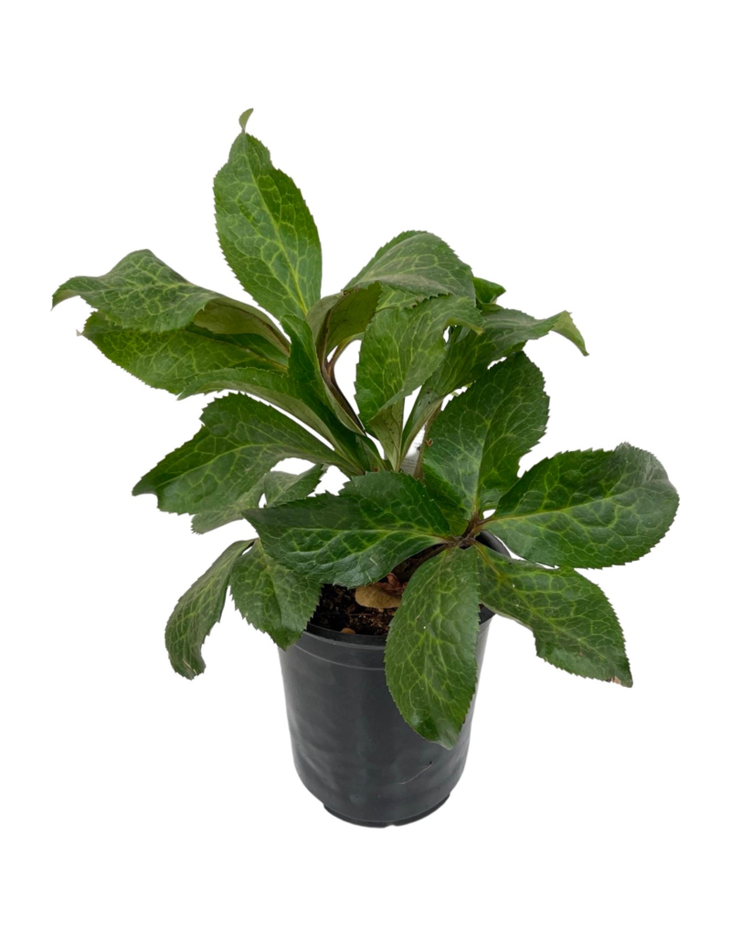 Helleborus Frostkiss® 'Cheryl's Shine'