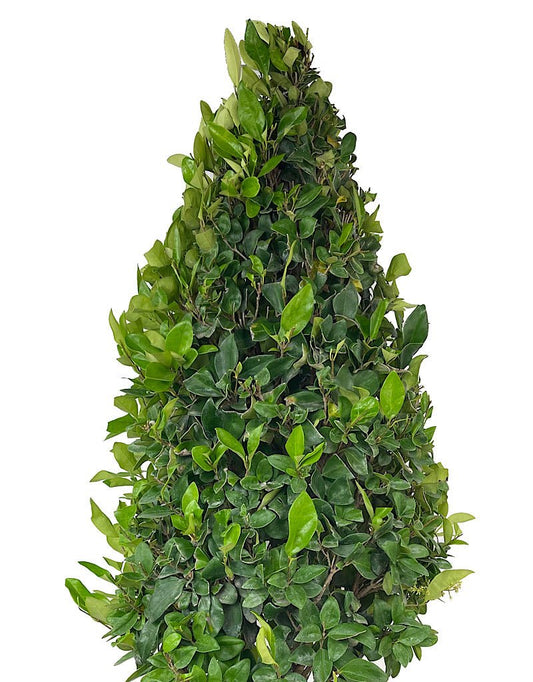 Ligustrum japonicum 'Texanum' 10 Gallon Cone - The Garden Corner