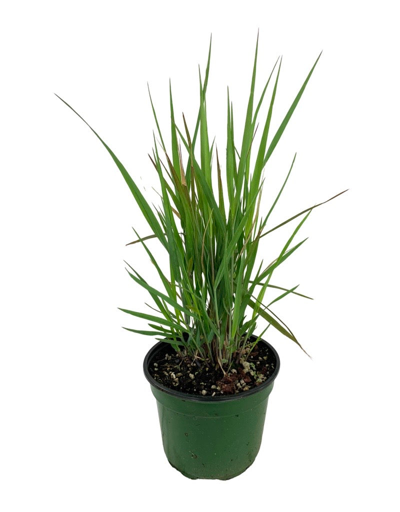 Schizachyrium scoparium 'Standing Ovation'