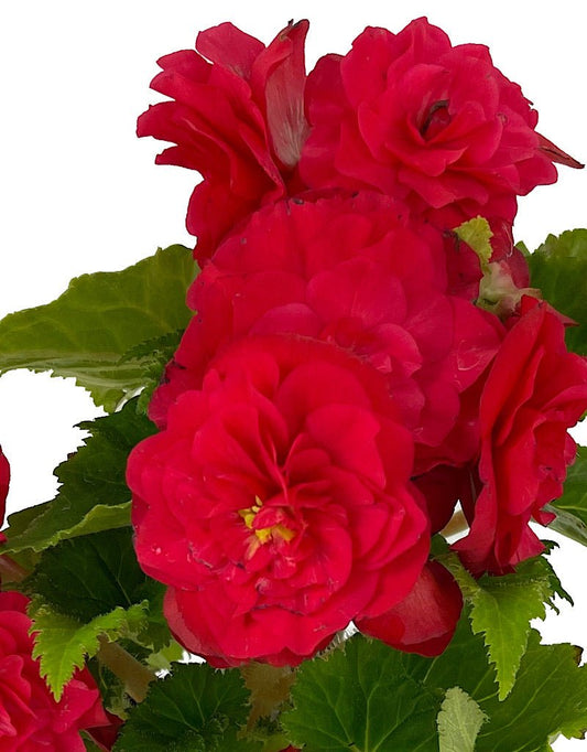 Begonia 'Nonstop Rose Pink' - The Garden Corner