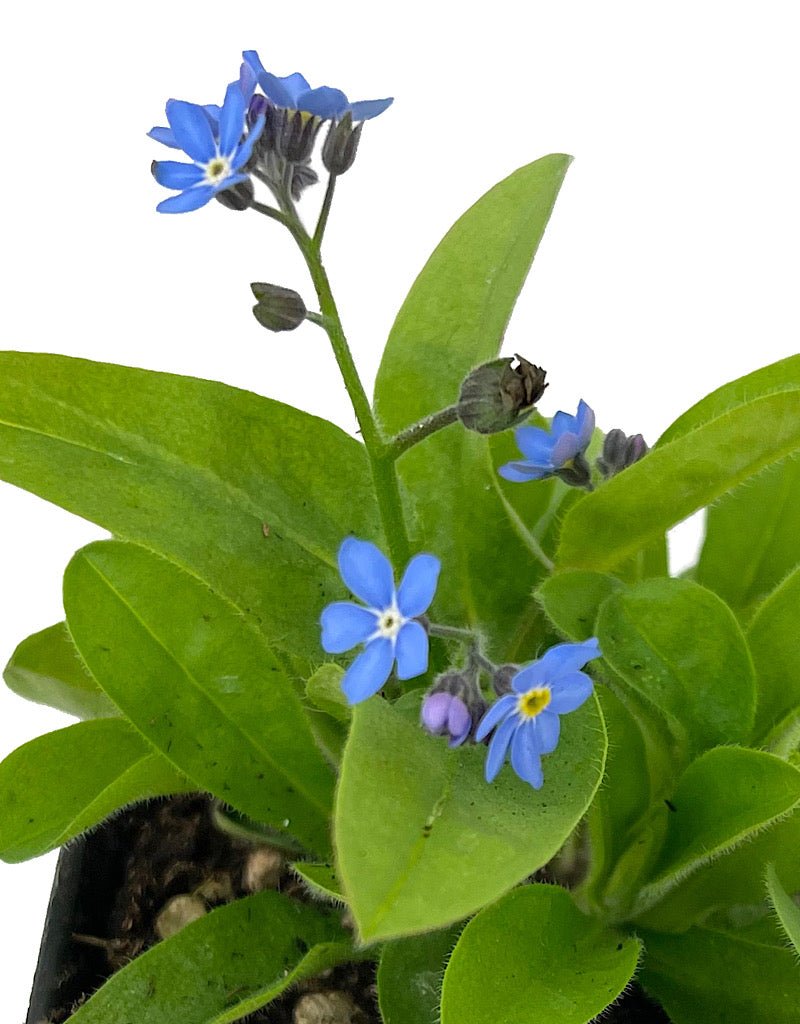 Myosotis sylvatica 'Victoria Blue Forget Me Not' 4 Inch - The Garden Corner
