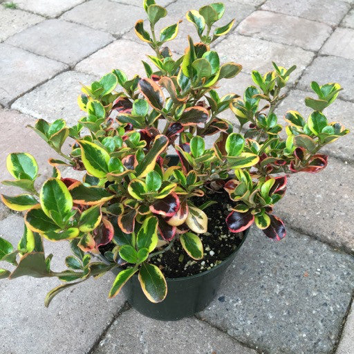 Coprosma 'Pink Splendor'- 1 gal