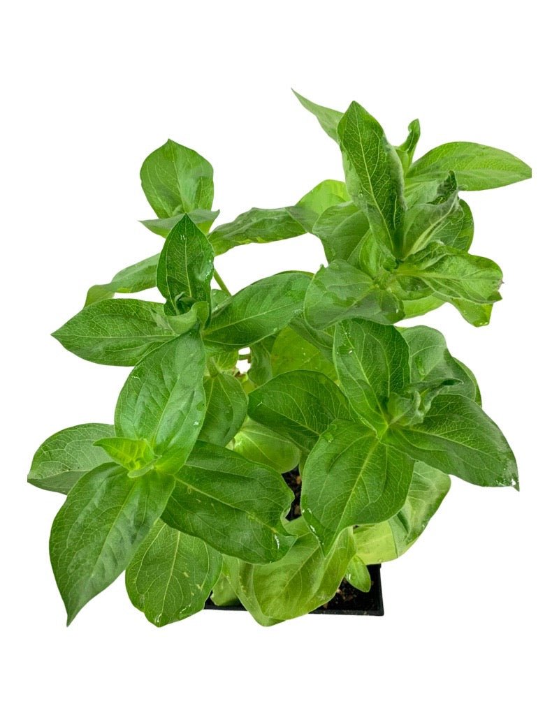 Zinnia Mix 'State Fair' - The Garden Corner