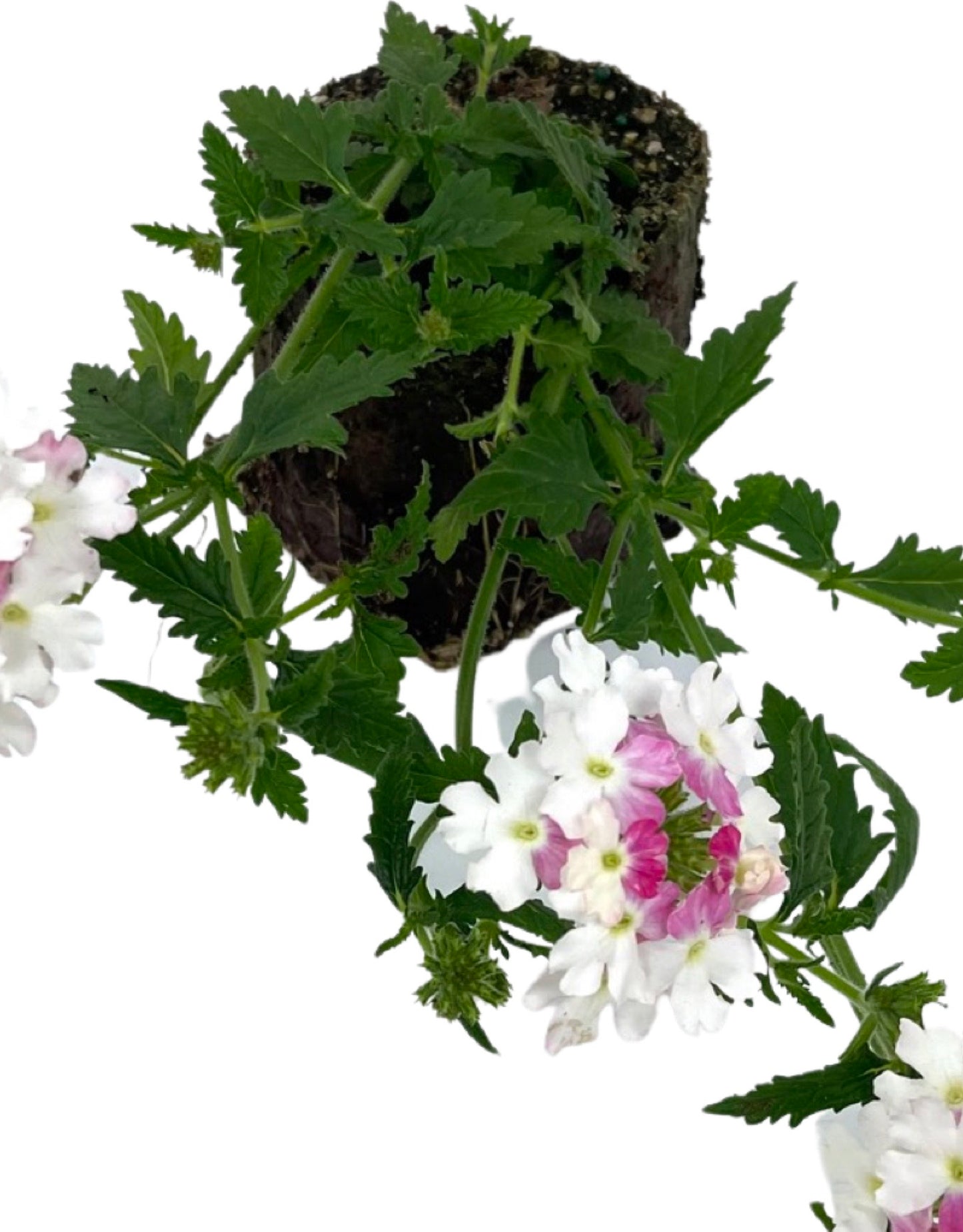 Verbena 'Lanai Twister Pink' - The Garden Corner