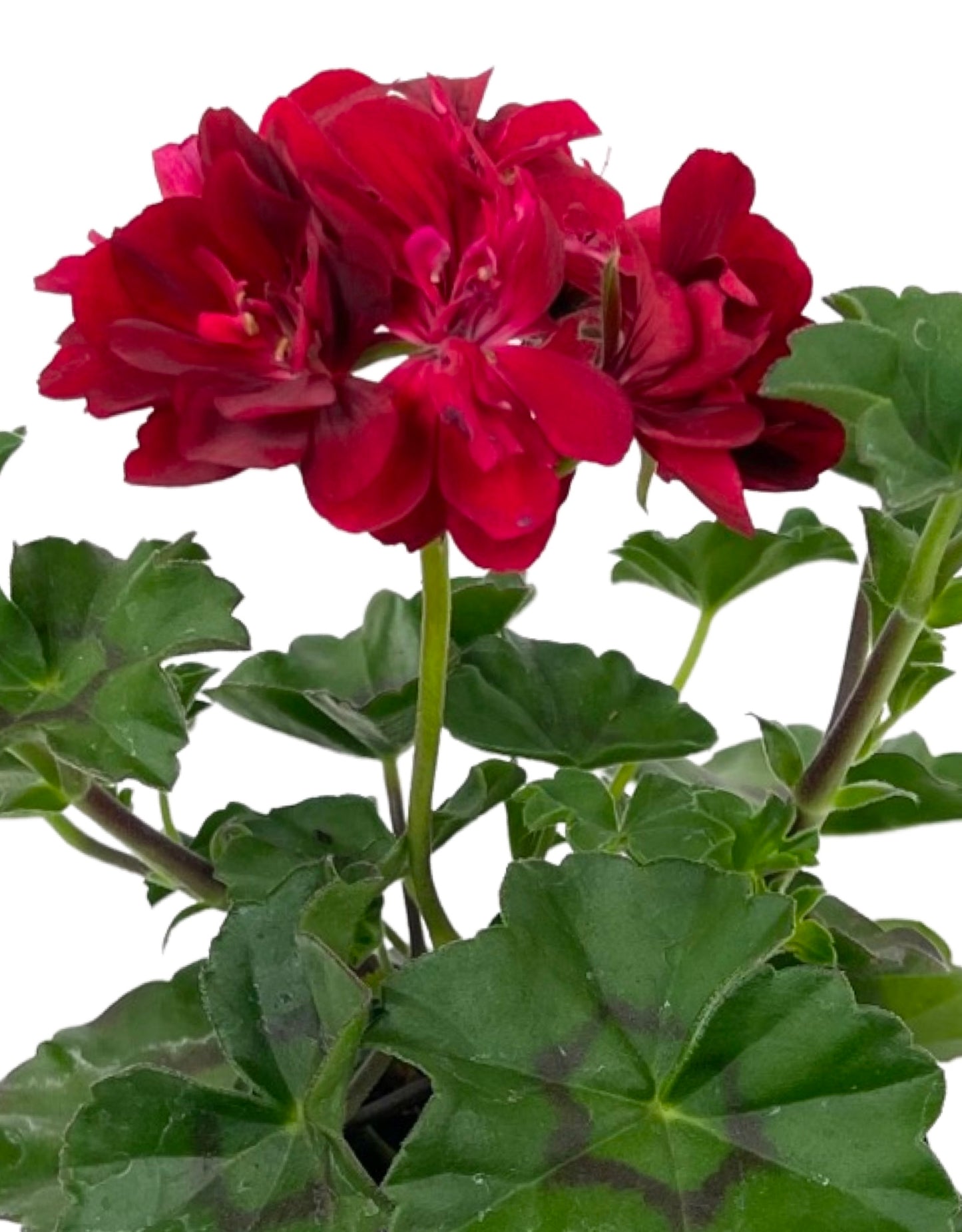 Ivy Geranium 'Ivy League Red' - The Garden Corner