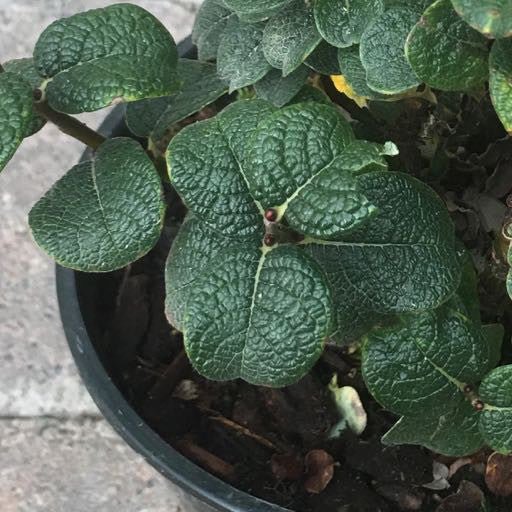 Salix boydii 1 Gallon - The Garden Corner