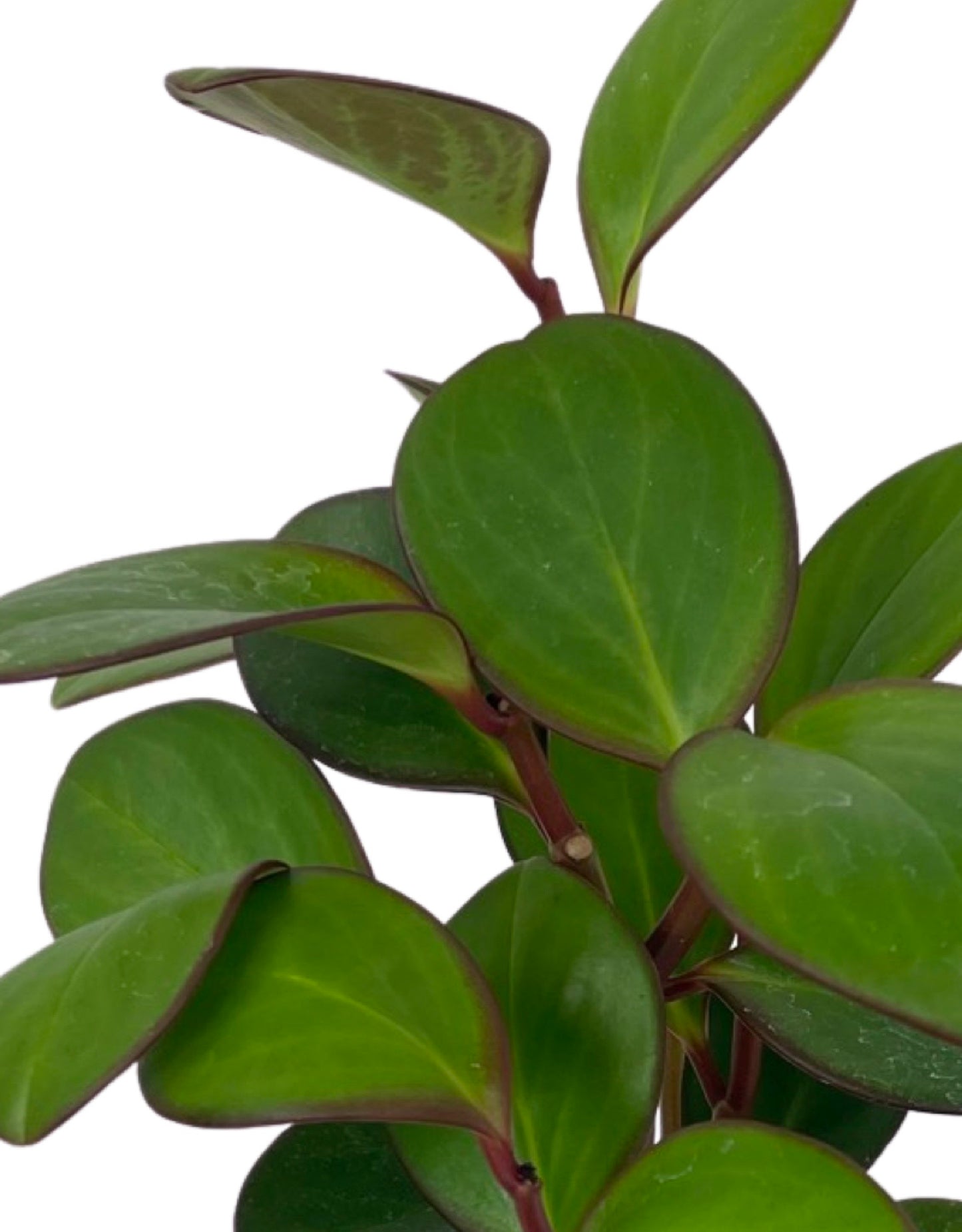 Peperomia 'Obtipan Emerald Isle' quart - The Garden Corner