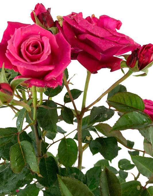 Rosa 'Eau de Parfum Bling' - The Garden Corner