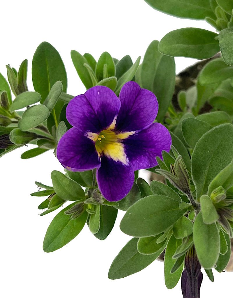 Calibrachoa 'Can Can Bumble Bee Blue' - The Garden Corner
