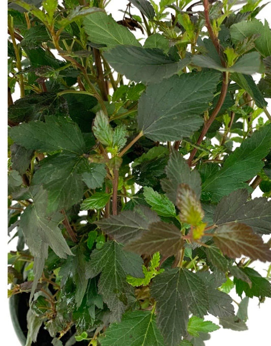 Physocarpus opulifolius 'Little Joker' - The Garden Corner