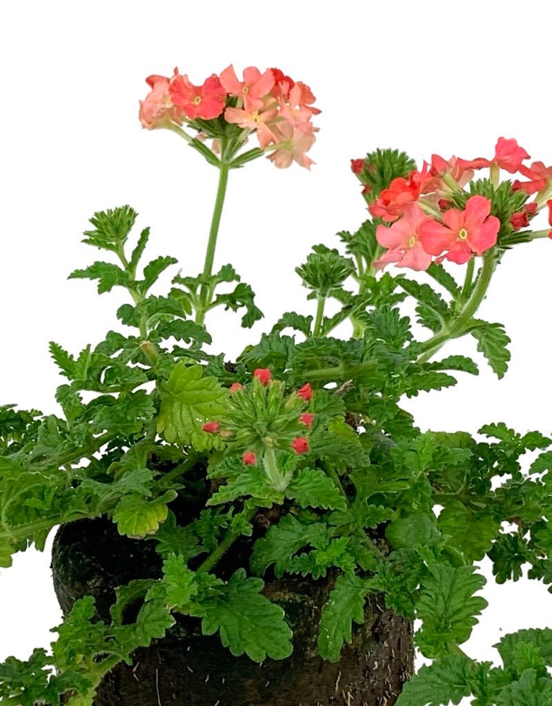Verbena 'Lanai Peach' - The Garden Corner