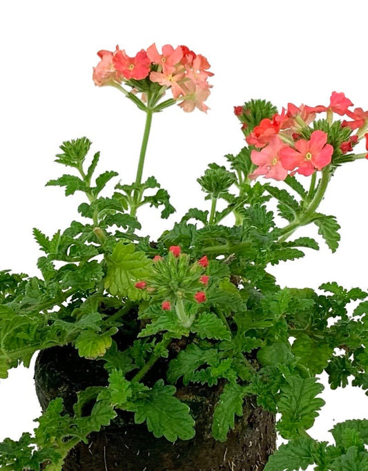 Verbena 'Lanai Peach' - The Garden Corner