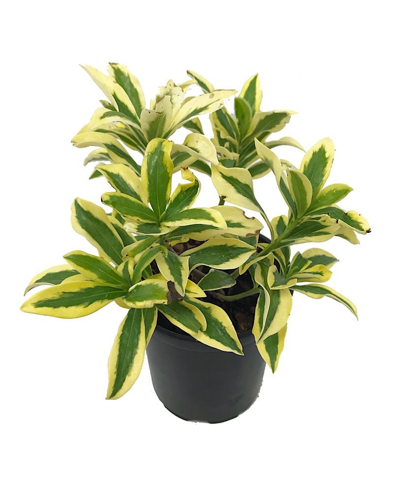 Daphne odora 'Maejima' - The Garden Corner