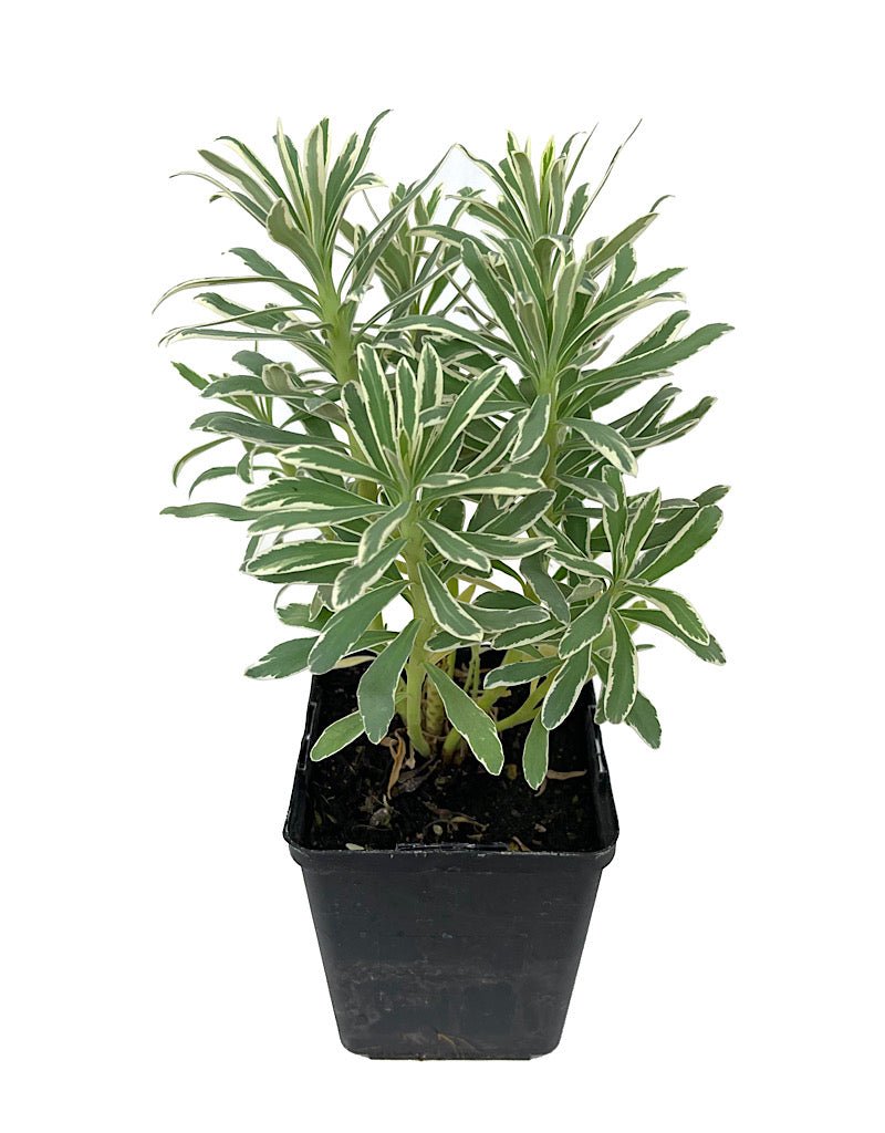Euphorbia 'Glacier Blue' - Perennials